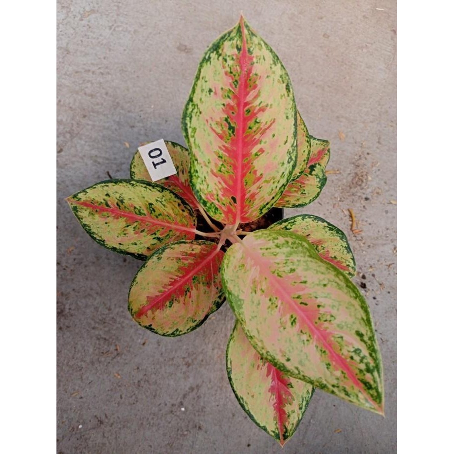 

Tanaman hias aglonema Sweet Dream TANAMAN SESUAI FOTO