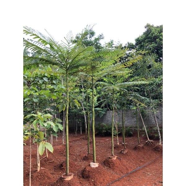

pohon pakis brazil 2 meter / solobium murah