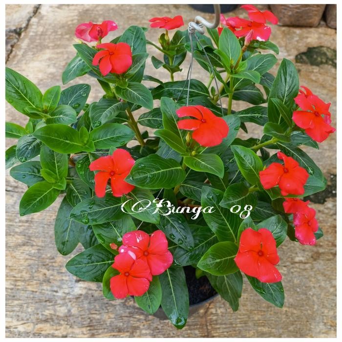 SM- Tanaman hias gantung bunga vinca mix colour