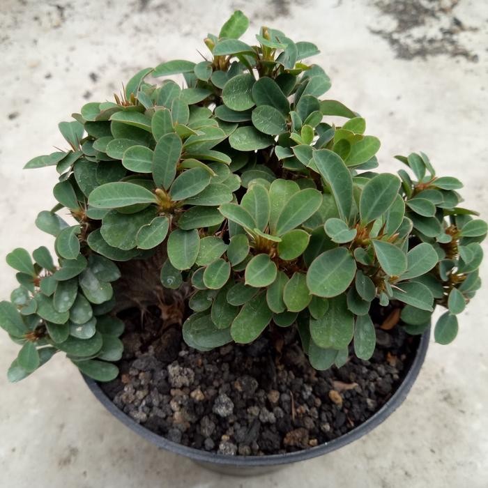 FREE ONGKIR Euphorbia milii crested