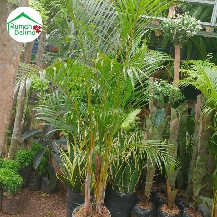 Tanaman palem kuning/Palem Kuning Rimbun/Palem Komodor