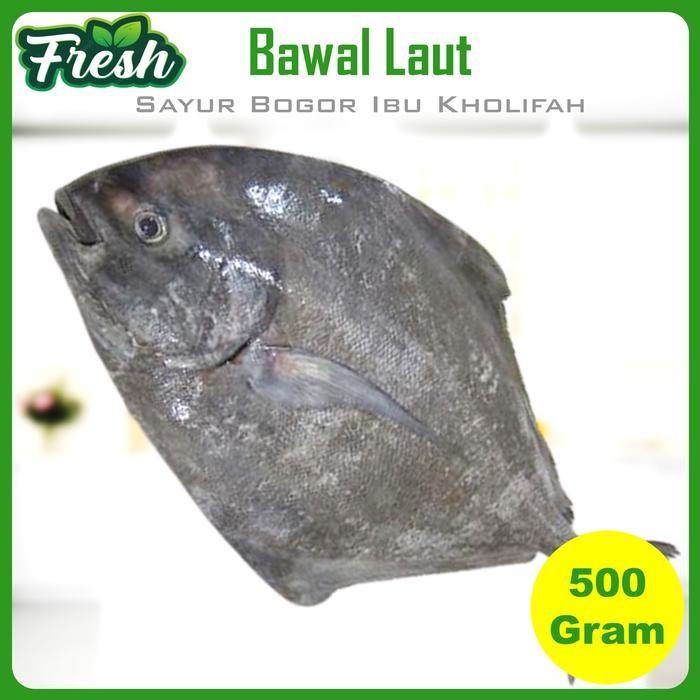 

Pilihan- Ikan Bawal Air Laut Segar 500 Gram Ikan Hasil Laut Segar Bogor