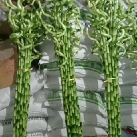 tanaman bambu hoki spiral/bambu hoki ukuran besar