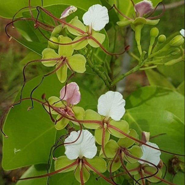 Terlaris - 10 Gram Bibit Benih Pohon Merbau