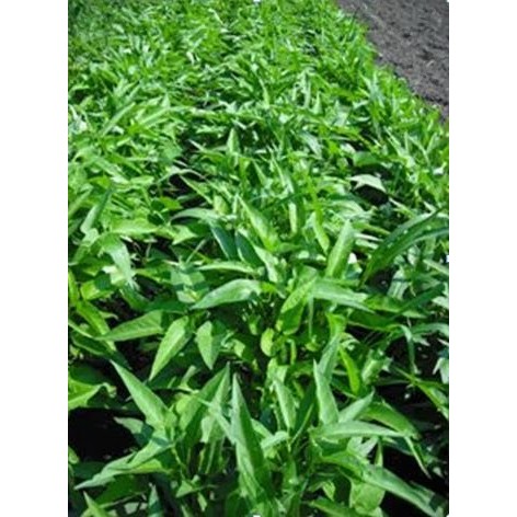 Terlaris - 25 Gram Bibit Benih Kangkung Air