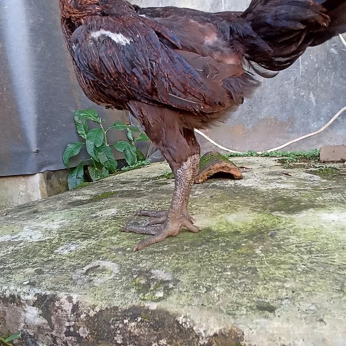 PAKET SEPASANG ANAKAN AYAM PELUNG JUMBO USIA 3BULAN