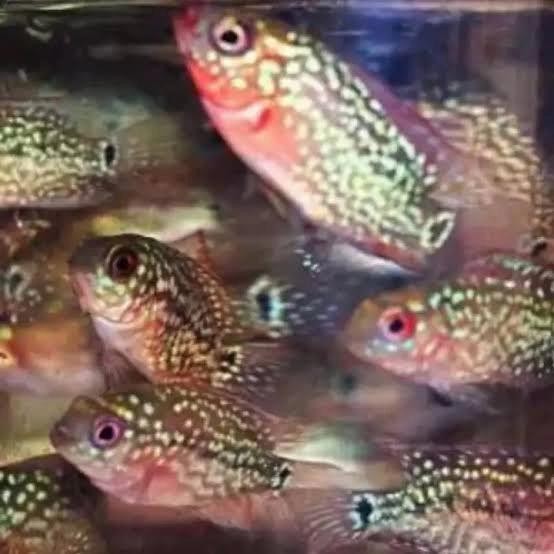 Burayak Louhan Kamfa F2 Kualitas Import (Beli 2 Gratis 1) Terbatas