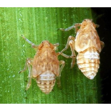 NewsBanget- Insektisida Dupont Pexalon 106Sc 100 Ml