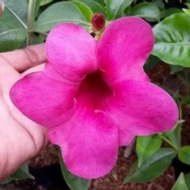 tanaman rambat alamanda ungu / tanaman rambat bunga ungu