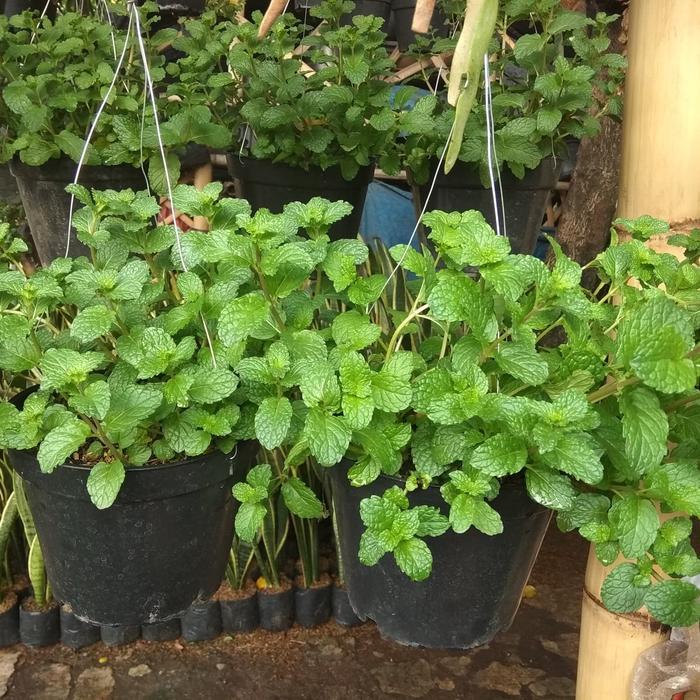 BIBIT F1 TANAMAN MINT RIMBUN+ POT GANTUNG
