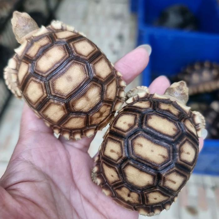 Sulcata 6-7Cm Sudah Bukan Ukuran Bayi Hasil Ternakan Lokal Lincah Segar Rakus
