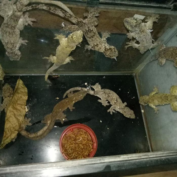 Ready Terlaris Giant Gecko Halmahera Vorax Promo Murah