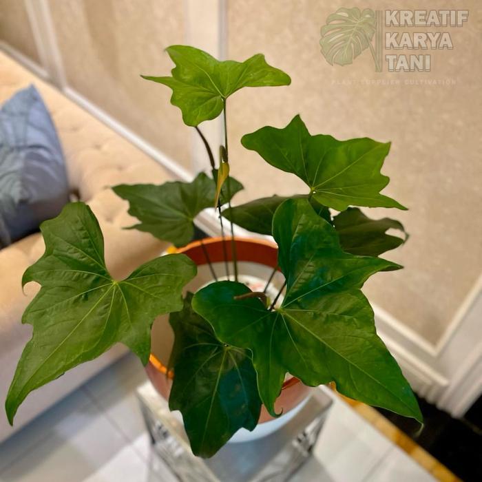 Tanaman Hias Anthurium Pterodactyl - Anthurium Prodactyl