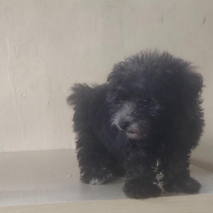 Anjing Silver Toy Poodle Betina Non Stambum - Party Betina