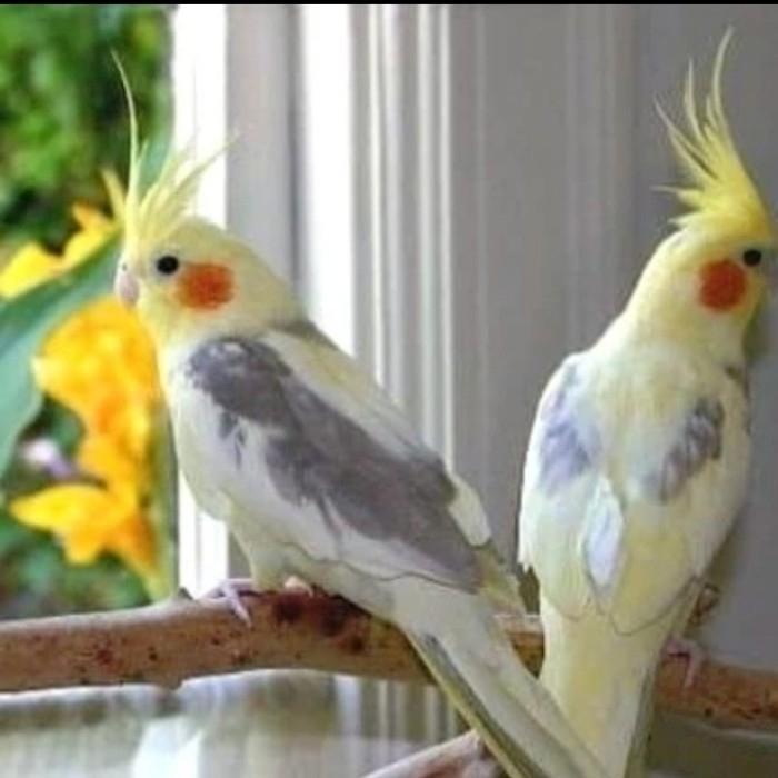 burung falk warna pied dewasa pilihan