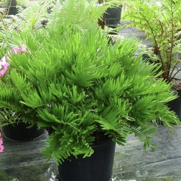 

seedling tanaman hias zamia