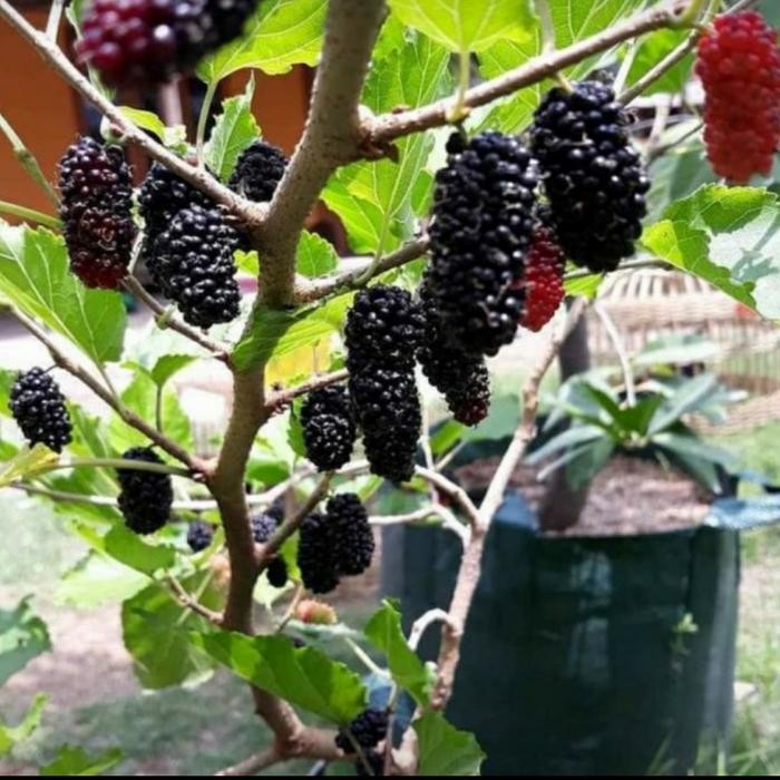 

pohon buah murbei