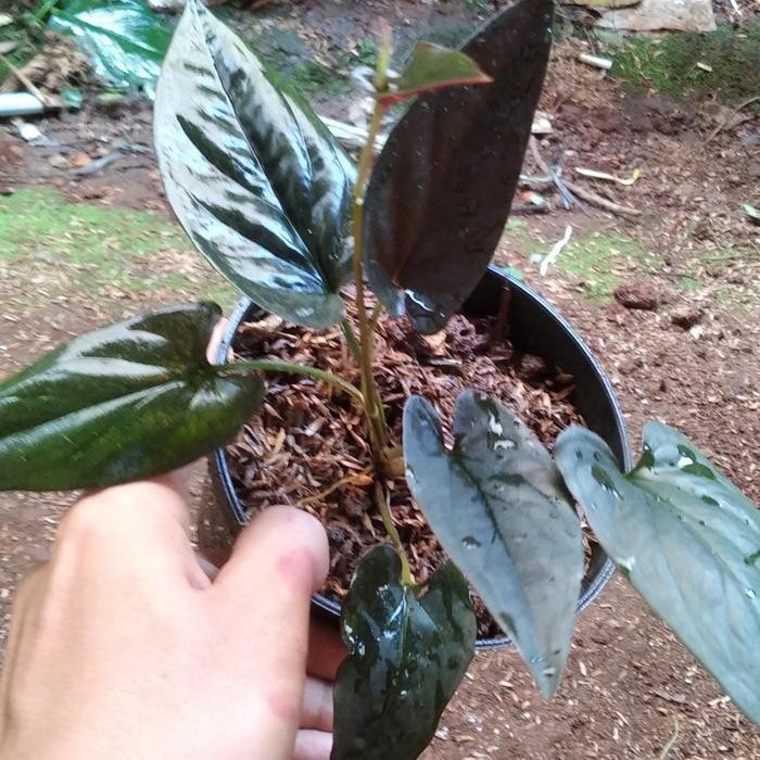 

tanaman hias syngonium hitam