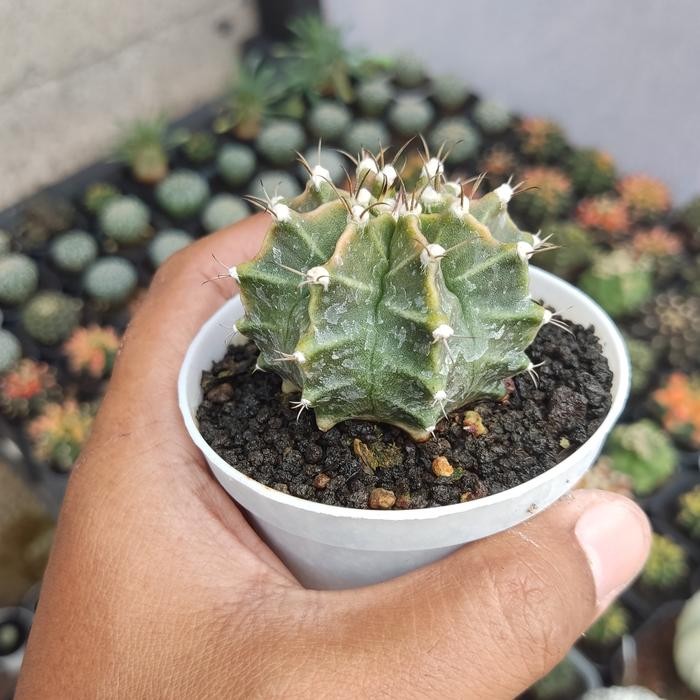 MURAH KAKTUS MINI GYMNOCALYCIUM HYBRID SP SOFT PINK GYMNO