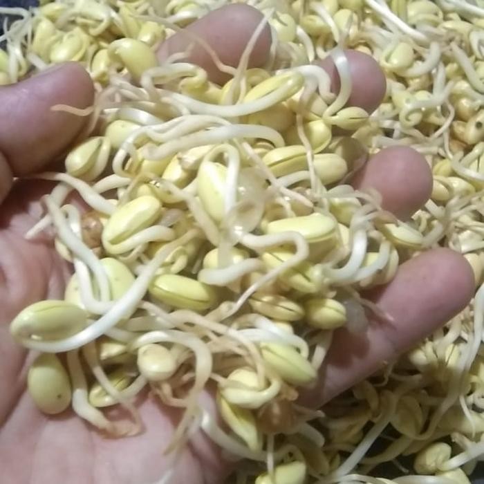 Pilihan- Toge Kedelai - 500 Gr