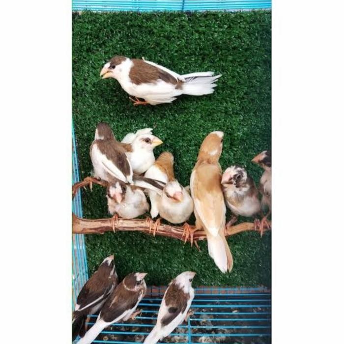 burung emprit jepang sepasang