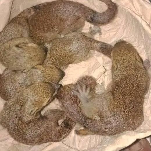 tupai kelapa anakan jinak