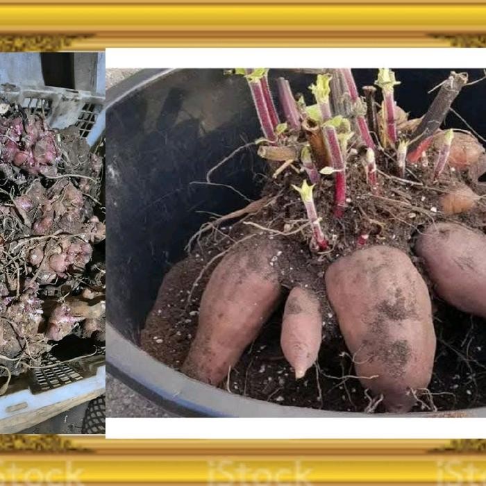 benih umbi rimpang yakon siap semai -tanaman langka kaya akan manfaat bagi kesehatan