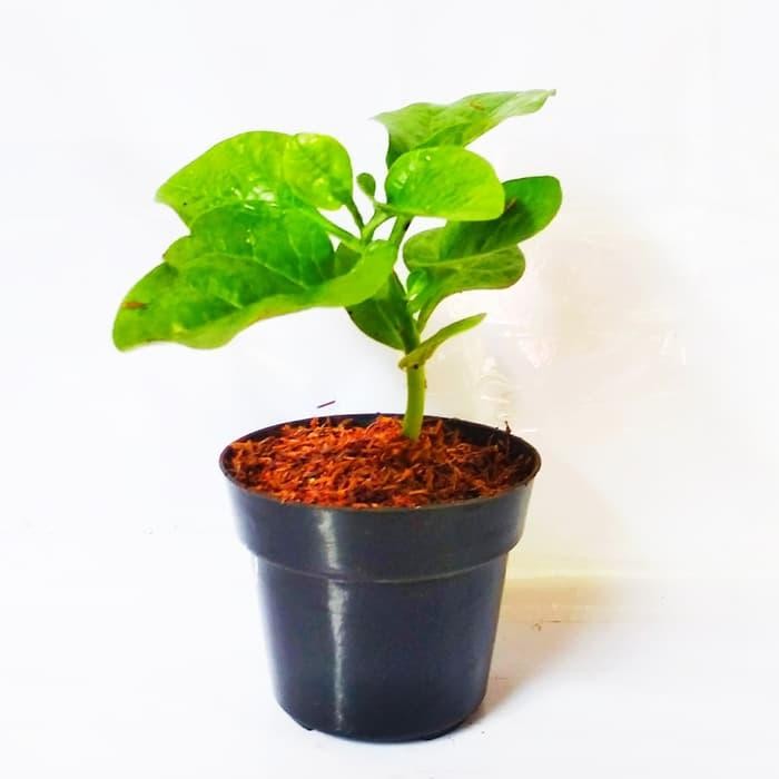 Angkung Tanaman Angkung Bibit Angkung Daun Angkung Obat Stroke