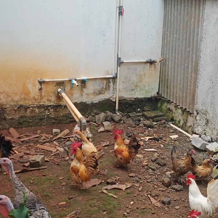 AYAM KATE BETINA INDUKAN