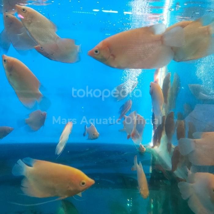 v0w1- Ikan Hias Bibit Ikan Gurame Padang Tankmate