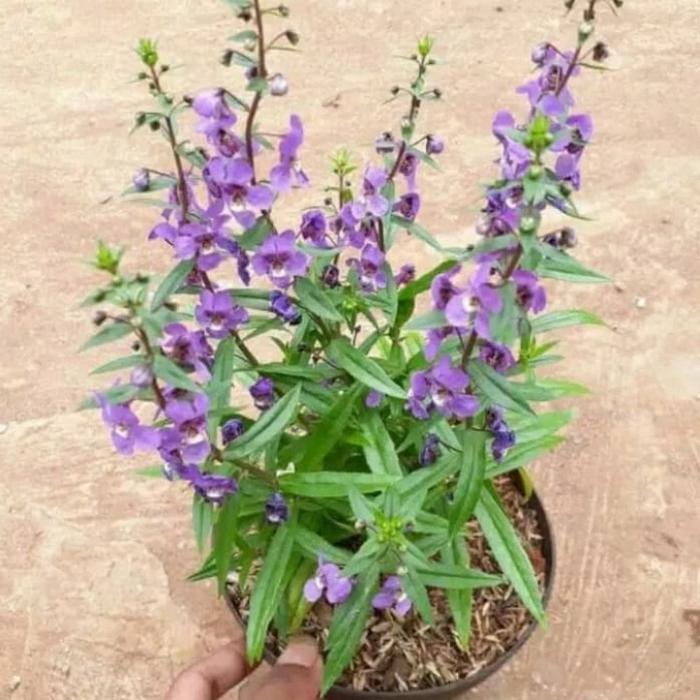 BIBIT F1 TANAMAN LAVENDER ASLI SUDAH BERBUNGA /SIAP BERBUNGA