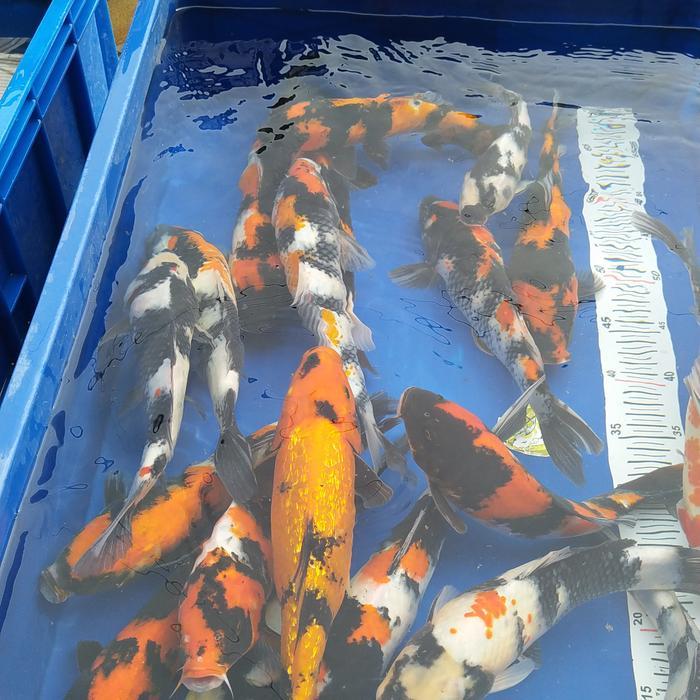 paket 20ekor ikan koi showa shiro utsuri
