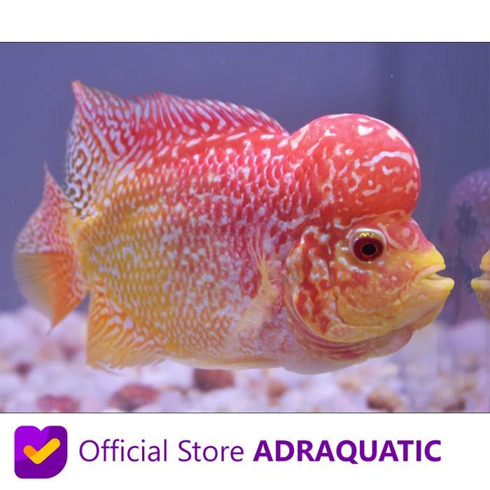 IKAN HIAS LOUHAN KAMFA GB GOLDEN BASE FLOWERHORN KAMVA AIR TAWAR