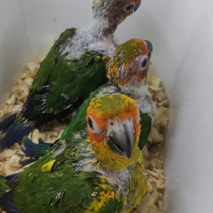 Baby Sunconure #Gratisongkir