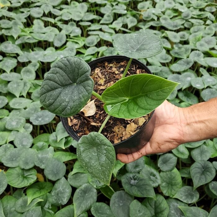 

Tanaman hias Alokasia Alocasia Melo Badak ukuran M