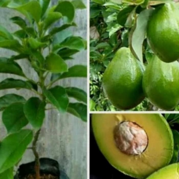 

pohon alpuket mentega tanaman buah alpuket mentega
