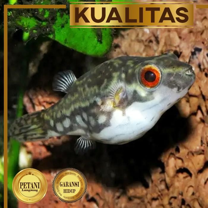 SM- Mini Red Eye Puffer Fish Ikan Hias Aquascape Hiasan Aquarium Tanaman Air