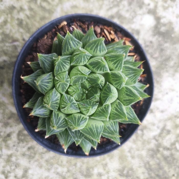 haworthia hybird