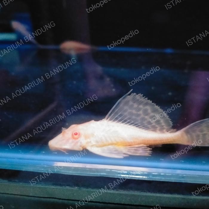 sapu gibicep pleco pembersih aquarium