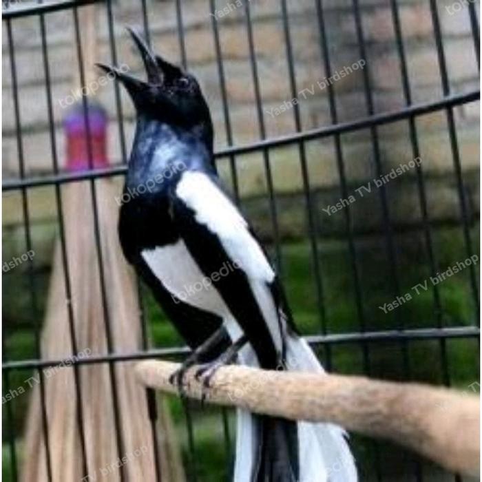 Burung Kacer Gacor Ngobra Prestasi Mewah