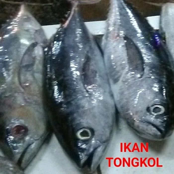 

Pilihan- Ikan Tongkol Segar