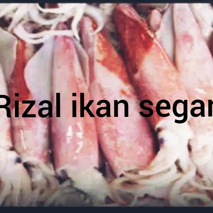 Pilihan- Cumi Cumi Besar Segar Fres
