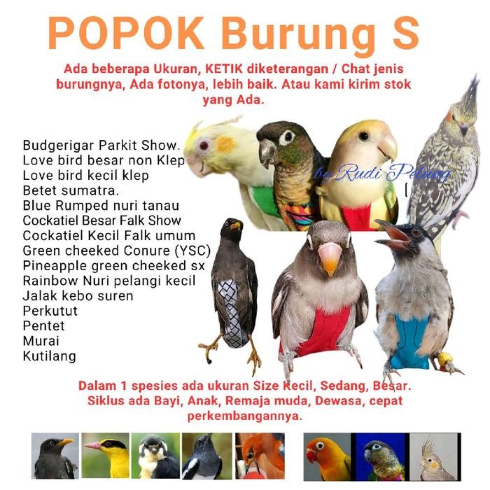 Pilihan- Baju Parrot Burung Ukuran S Cockatiel, Ysc, Peach Conure, Jalak