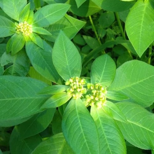 Flash Sale - 250 Lembar Daun Kate Mas Herbal Kering