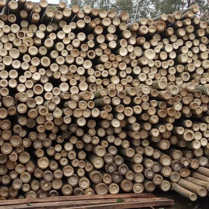 Bambu steger 6 meter