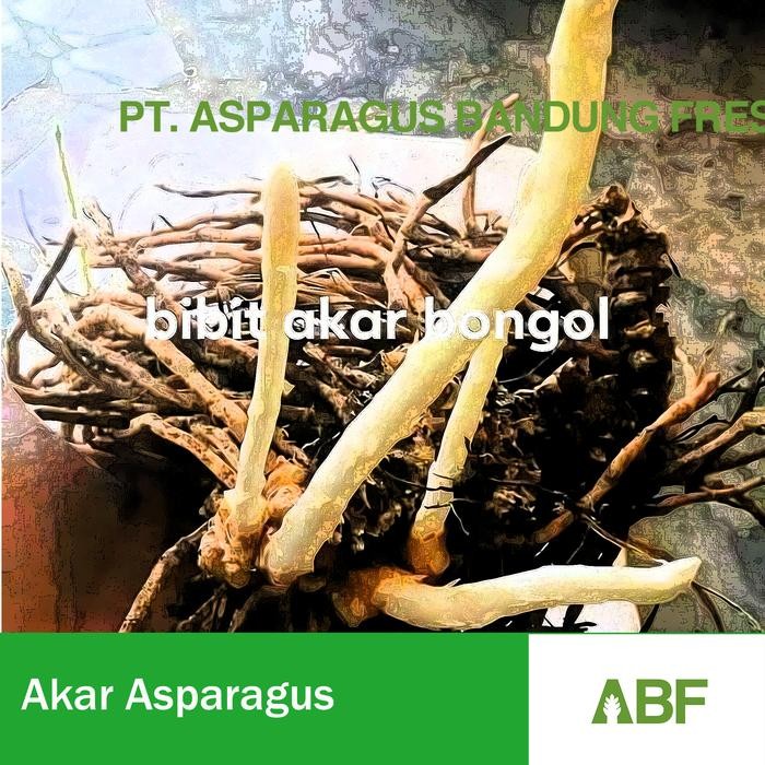 Bibit Akar Asparagus Varietas Opicinalis USA - Varian California - Benih