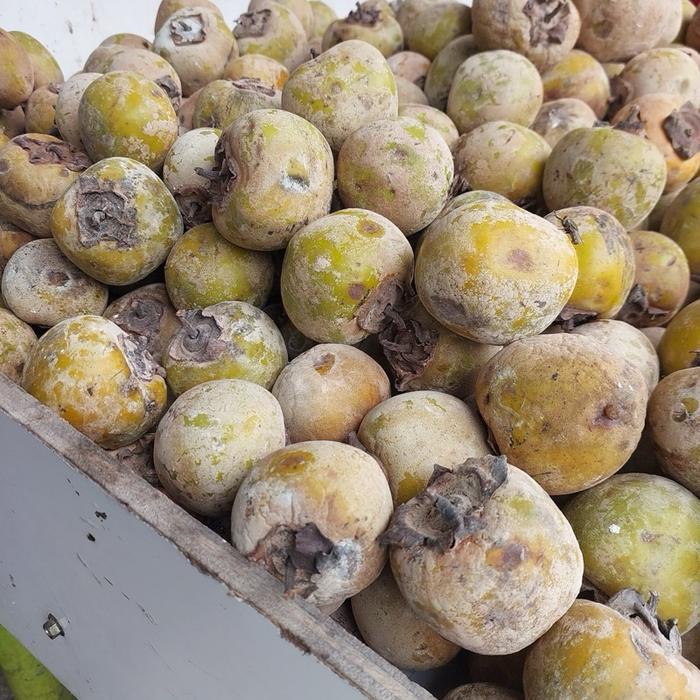 Buah kesemek / buah kesemek manis / buah lokal / buah musiman / buah manis