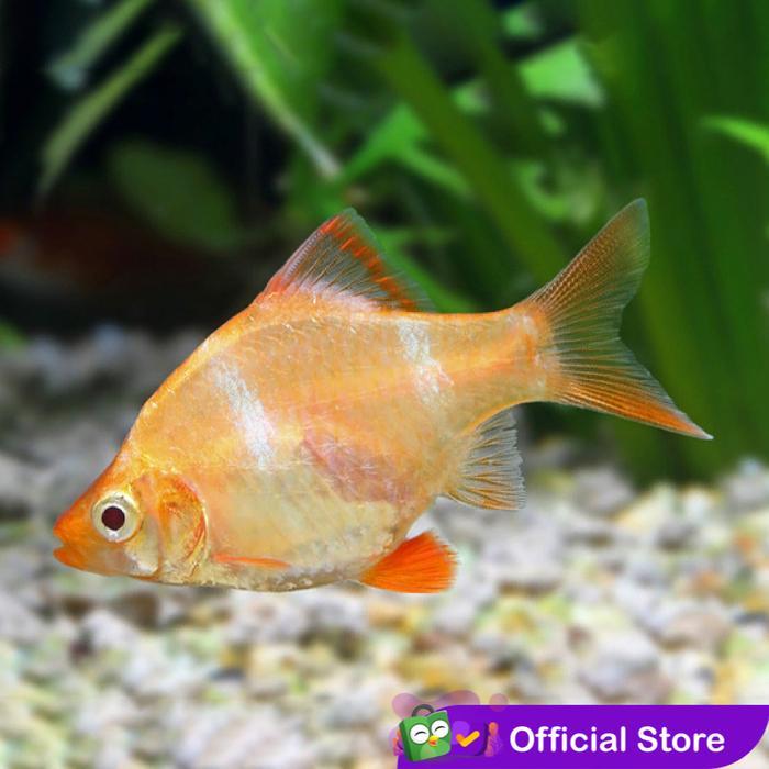 Sumatera Albino / Sumatra Albino Tiger Barb / Ikan Hias Aquascape