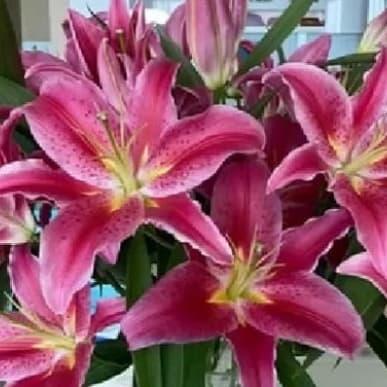 bunga Lily asli cantik fresh/ bunga potong asli cantik