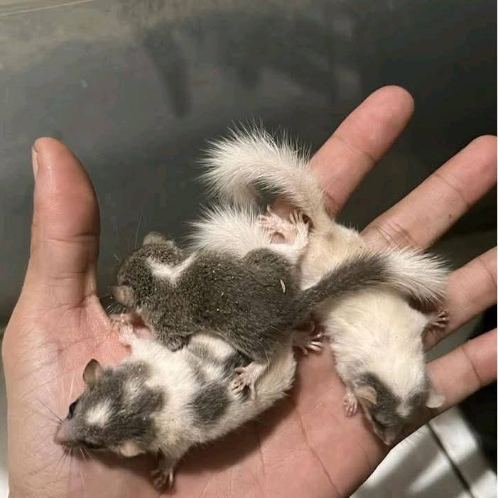 African Pigmy Dormice Tupai Mini Afrika Baby Trah Snow White